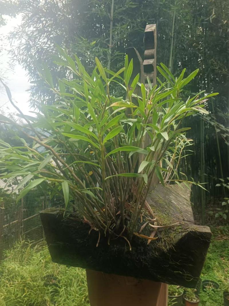 石斛，鲜货干货大量有，随时看货，欢迎大家电话咨询！