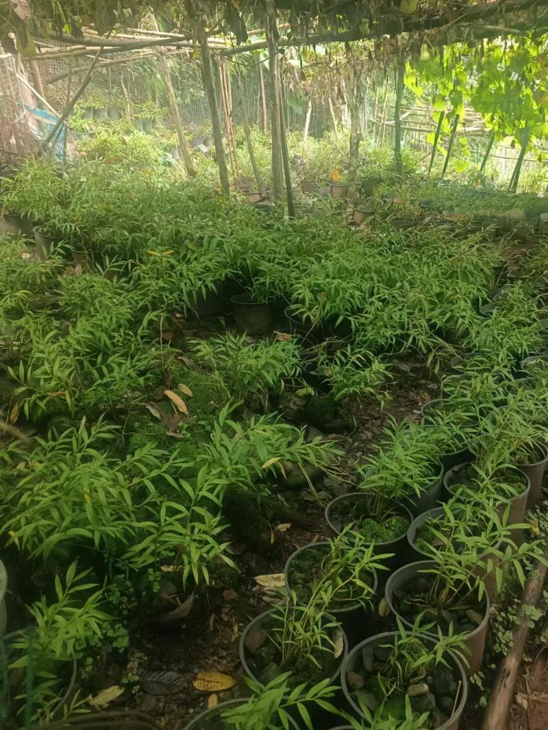 石斛，鲜货干货大量有，随时看货，欢迎大家电话咨询！