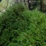 石斛，鲜货干货大量有，随时看货，欢迎大家电话咨询！