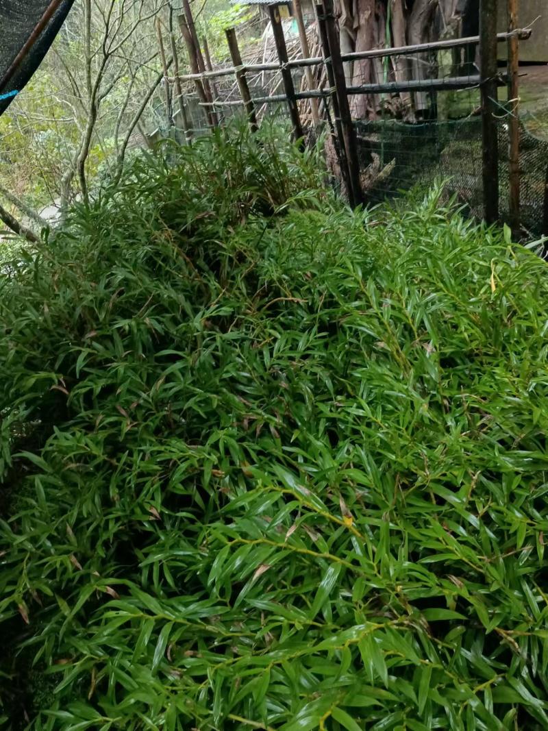 石斛，鲜货干货大量有，随时看货，欢迎大家电话咨询！