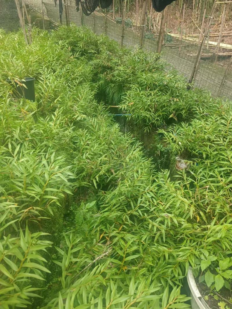 石斛，鲜货干货大量有，随时看货，欢迎大家电话咨询！