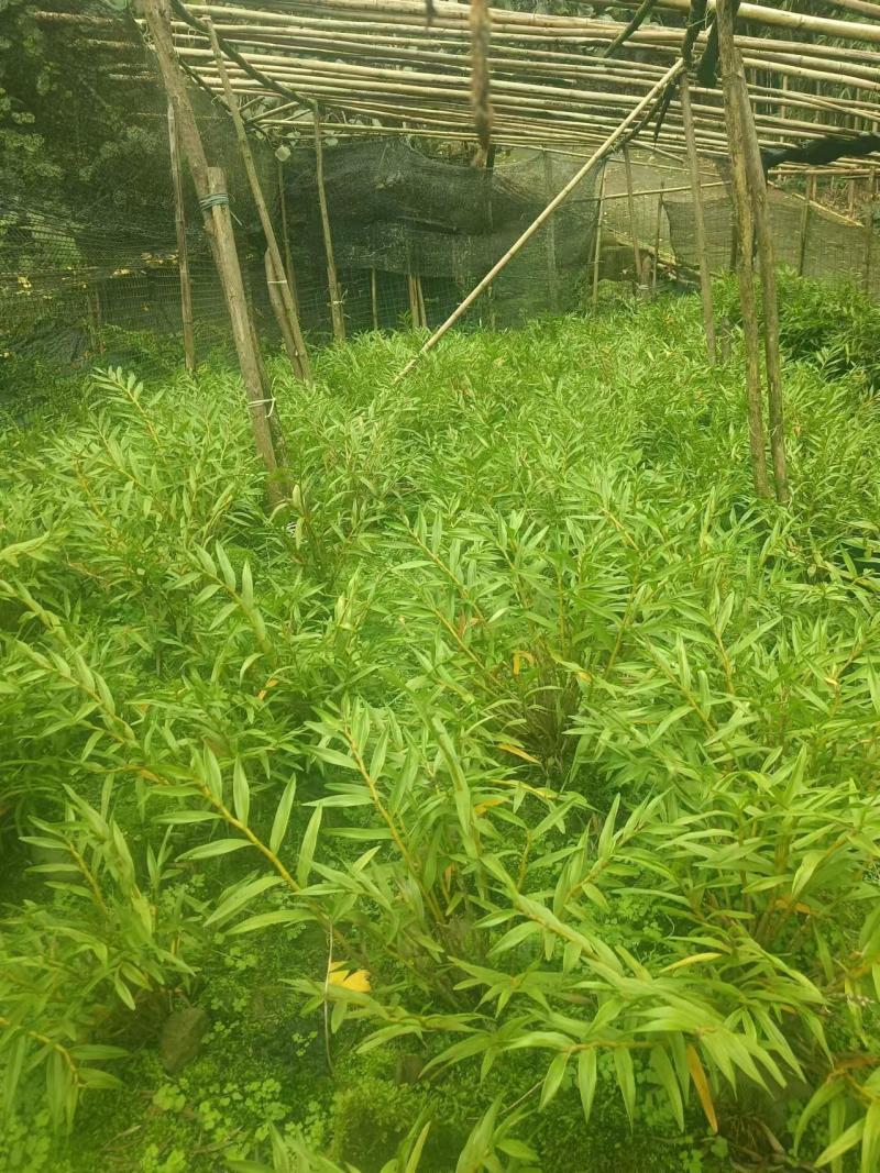 石斛，鲜货干货大量有，随时看货，欢迎大家电话咨询！