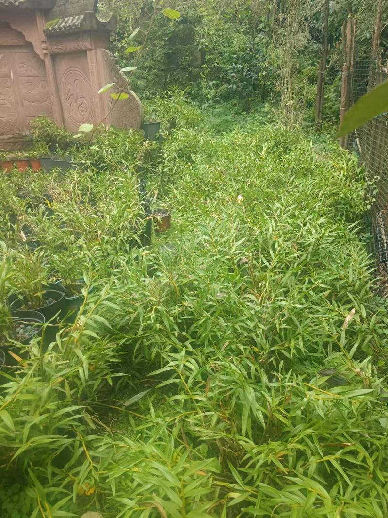 石斛，鲜货干货大量有，随时看货，欢迎大家电话咨询！