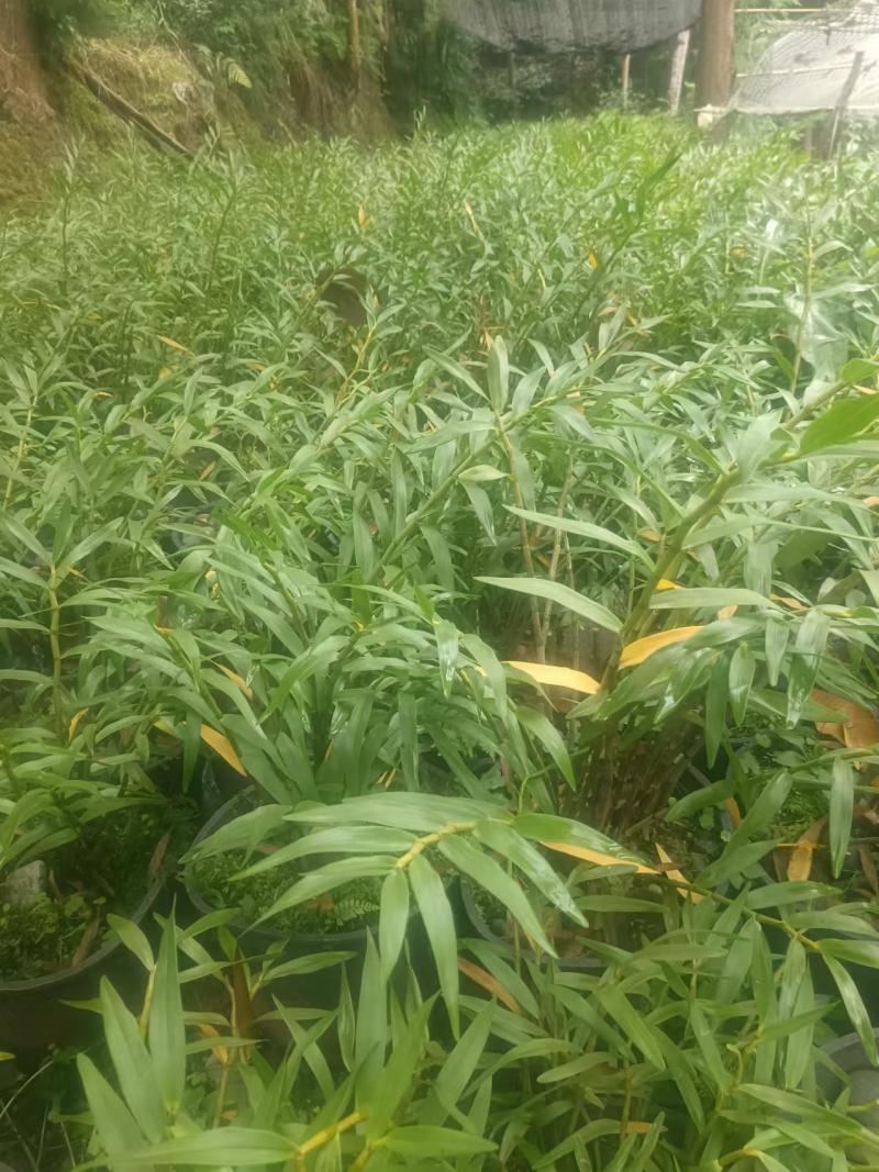 石斛，鲜货干货大量有，随时看货，欢迎大家电话咨询！