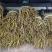 石斛，鲜货干货大量有，随时看货，欢迎大家电话咨询！