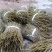 石斛，鲜货干货大量有，随时看货，欢迎大家电话咨询！