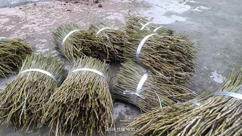 石斛，鲜货干货大量有，随时看货，欢迎大家电话咨询！