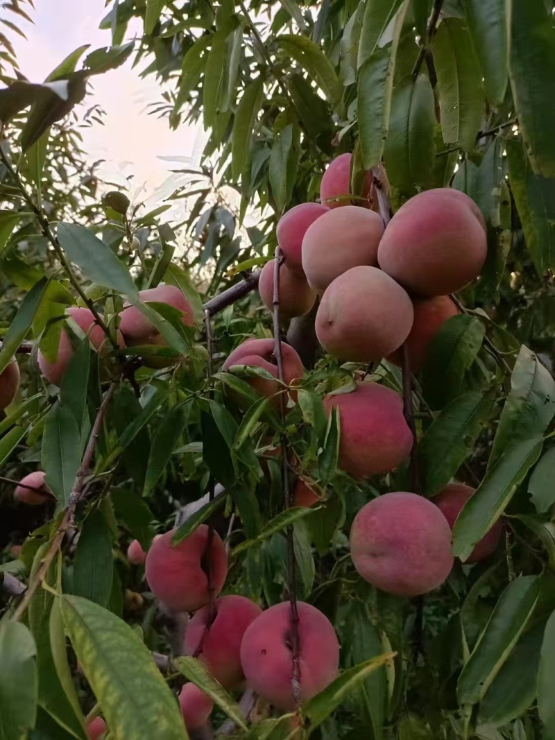 晚熟全红冬桃