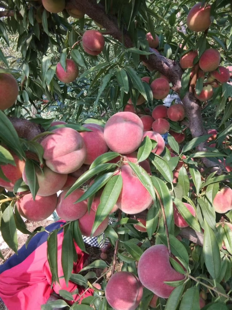 晚熟全红冬桃