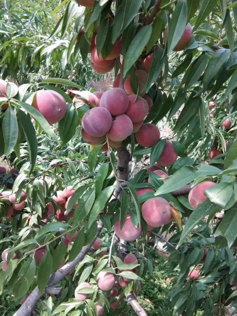 晚熟全红冬桃