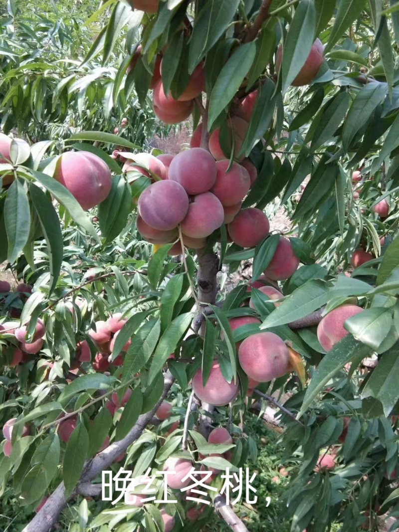 晚熟全红冬桃