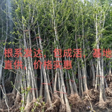 银杏苗1--5cm直径，高80-250cm货源充足