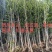 银杏苗1--5cm直径，高80-250cm货源充足