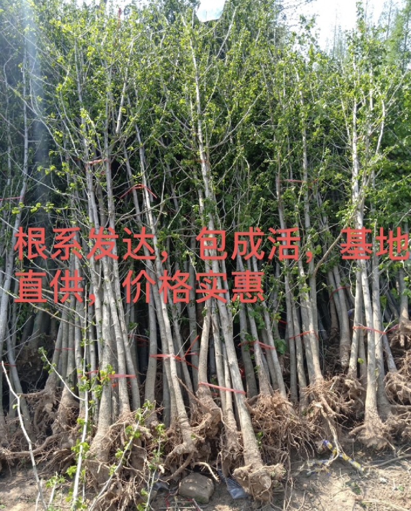 银杏苗1--5cm直径，高80-250cm货源充足