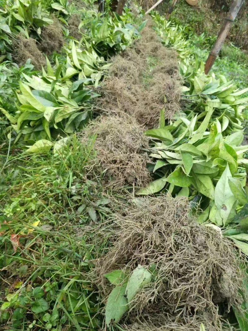 精选果苗黑老虎布福娜树苗根系发达成活率高一年苗两年苗都有