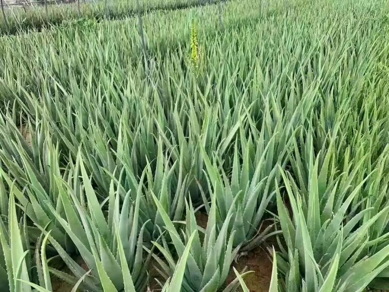 库拉索芦荟美容院浴室可食用可美容盆栽基地直发