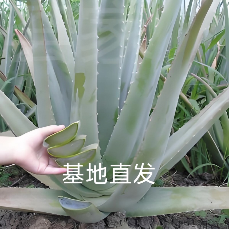 库拉索芦荟美容院浴室可食用可美容盆栽基地直发