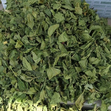 青桑叶大量供应，霜桑叶大量售卖