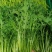 精选湖北宜昌雪里红菜口感好营养丰富价格实惠量大价优