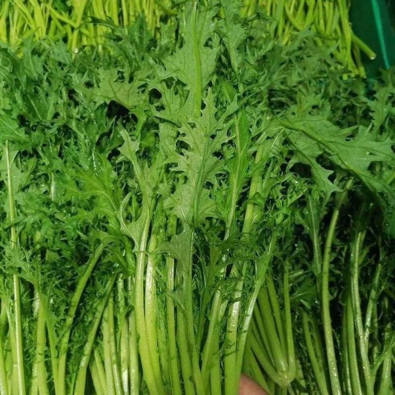 精选湖北宜昌雪里红菜口感好营养丰富价格实惠量大价优