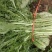 精选湖北宜昌雪里红菜口感好营养丰富价格实惠量大价优