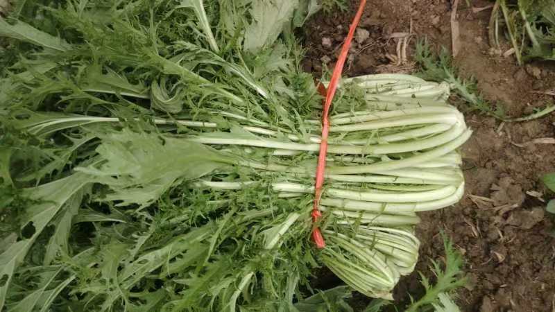 精选湖北宜昌雪里红菜口感好营养丰富价格实惠量大价优