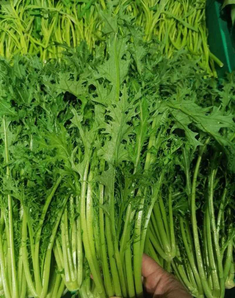 精选湖北宜昌雪里红菜口感好营养丰富价格实惠量大价优