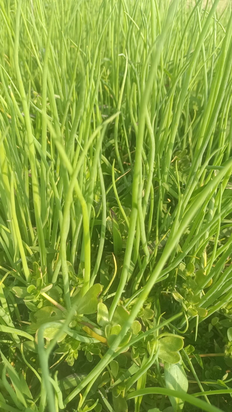 洋葱苗