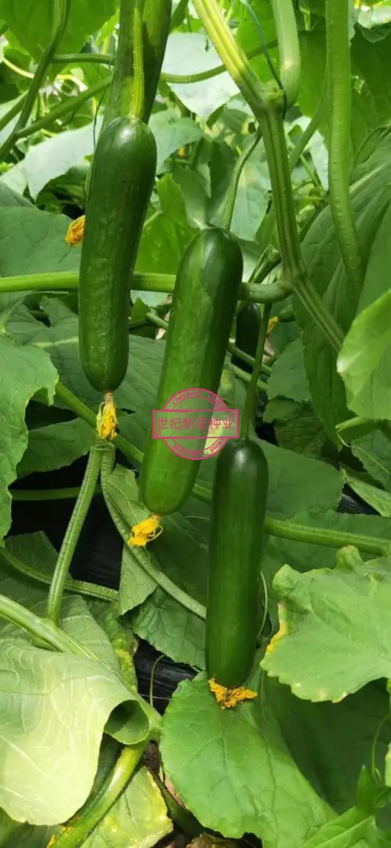 楼兰2199无刺水果黄瓜种子无刺水果黄瓜种子基地直发