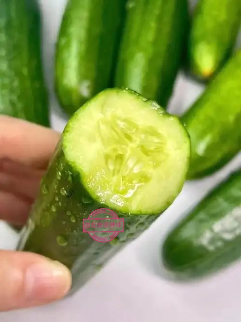 楼兰2199无刺水果黄瓜种子无刺水果黄瓜种子基地直发