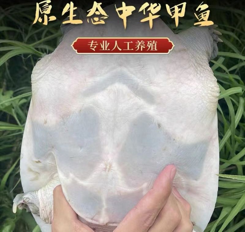 甲鱼