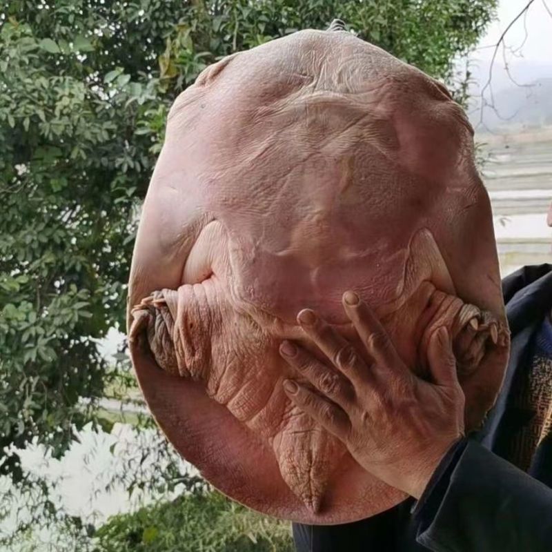 甲鱼