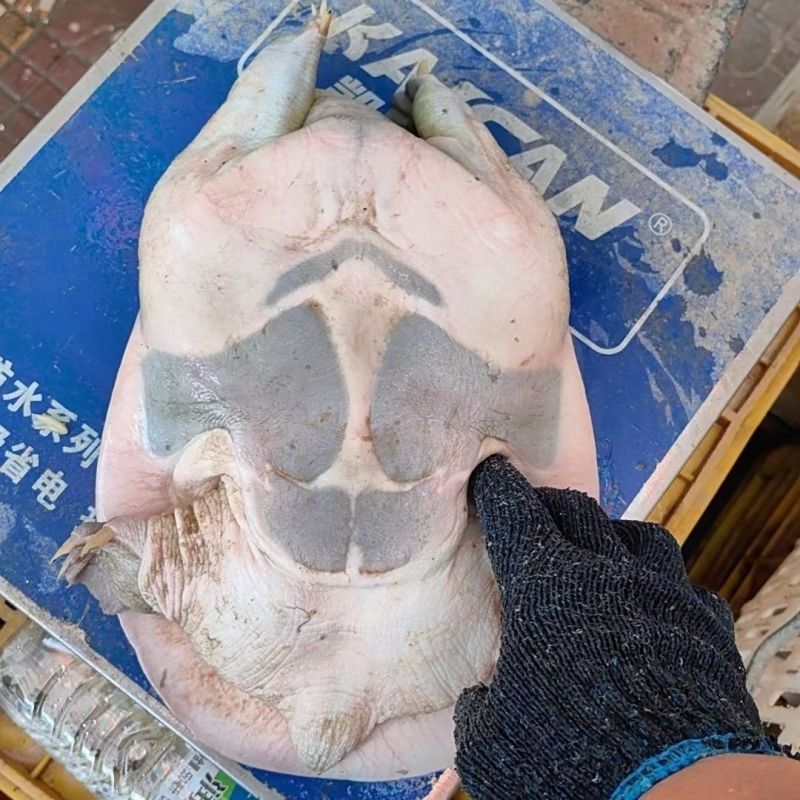 甲鱼