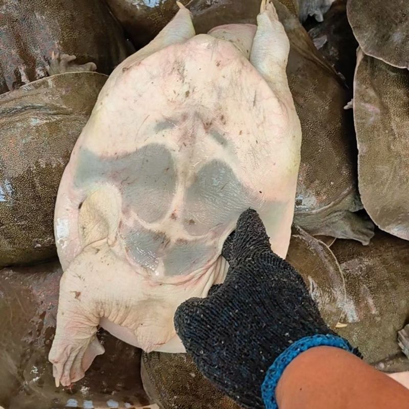 甲鱼