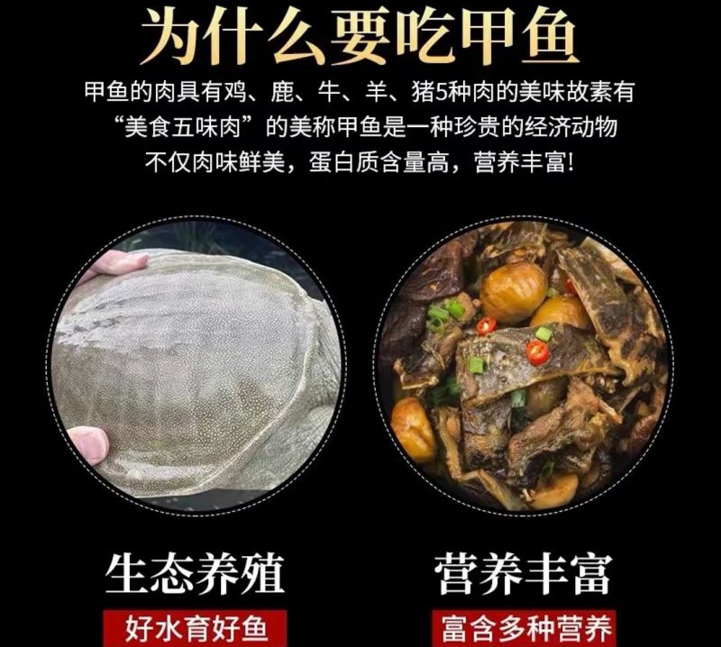 甲鱼