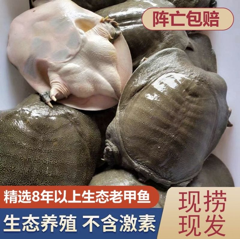 甲鱼