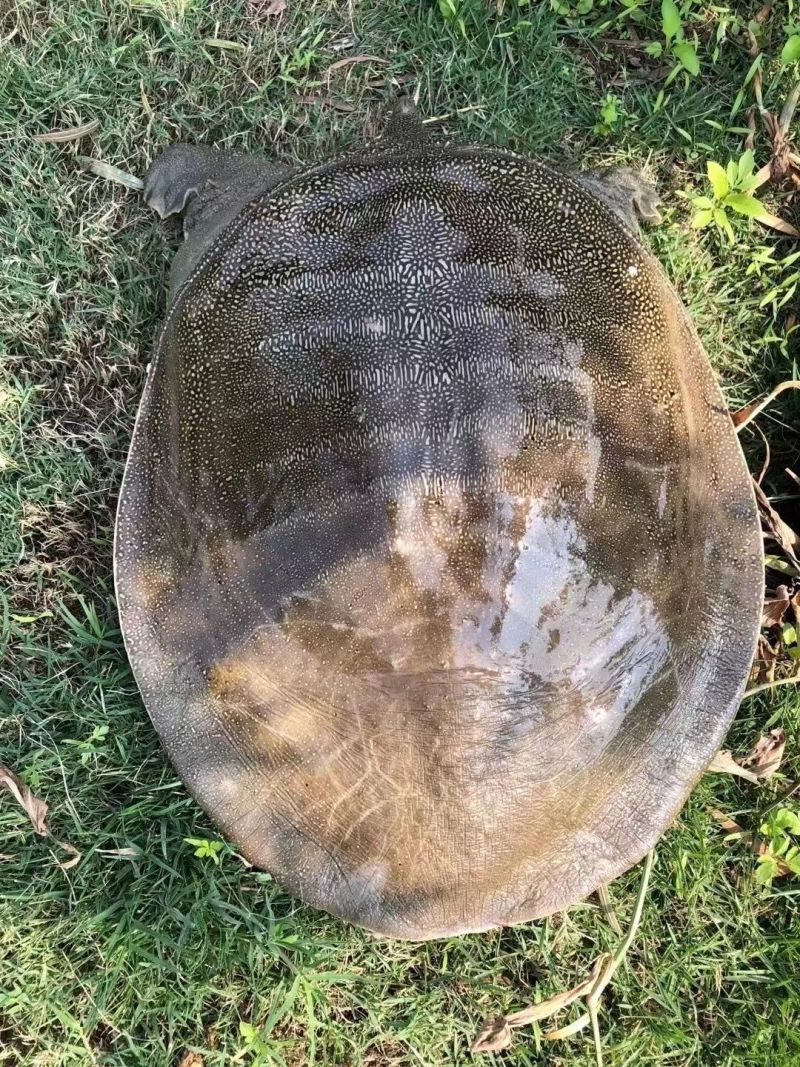 甲鱼