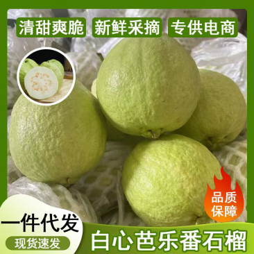 白心芭乐珍珠番石榴广东产地直销一件代发电商**