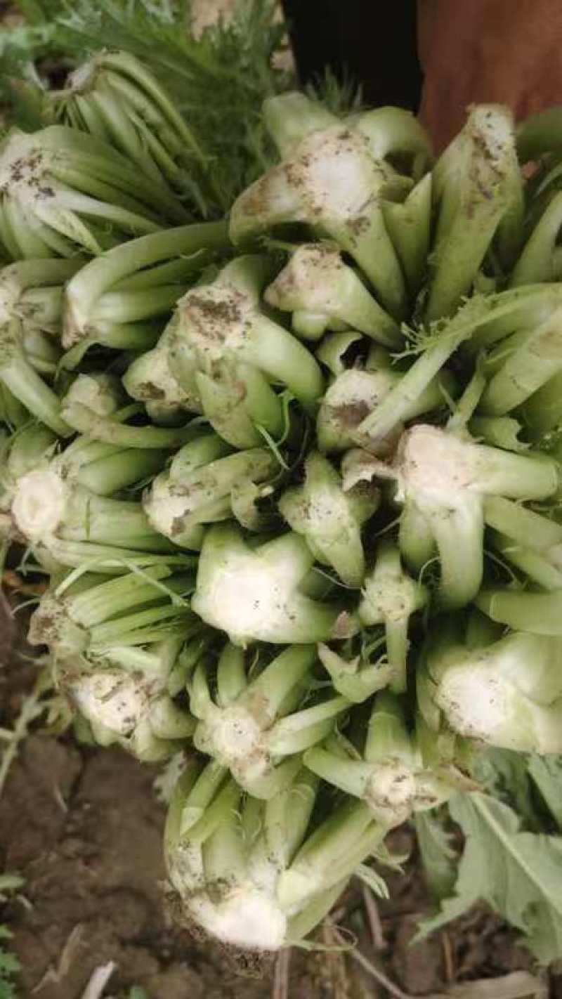 精选湖北宜昌雪里红菜口感好营养丰富价格实惠量大价优