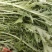 精选湖北宜昌雪里红菜口感好营养丰富价格实惠量大价优