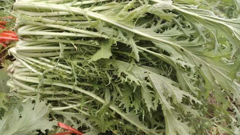 精选湖北宜昌雪里红菜口感好营养丰富价格实惠量大价优