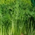 精选湖北宜昌雪里红菜口感好营养丰富价格实惠量大价优