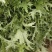 精选湖北宜昌雪里红菜口感好营养丰富价格实惠量大价优