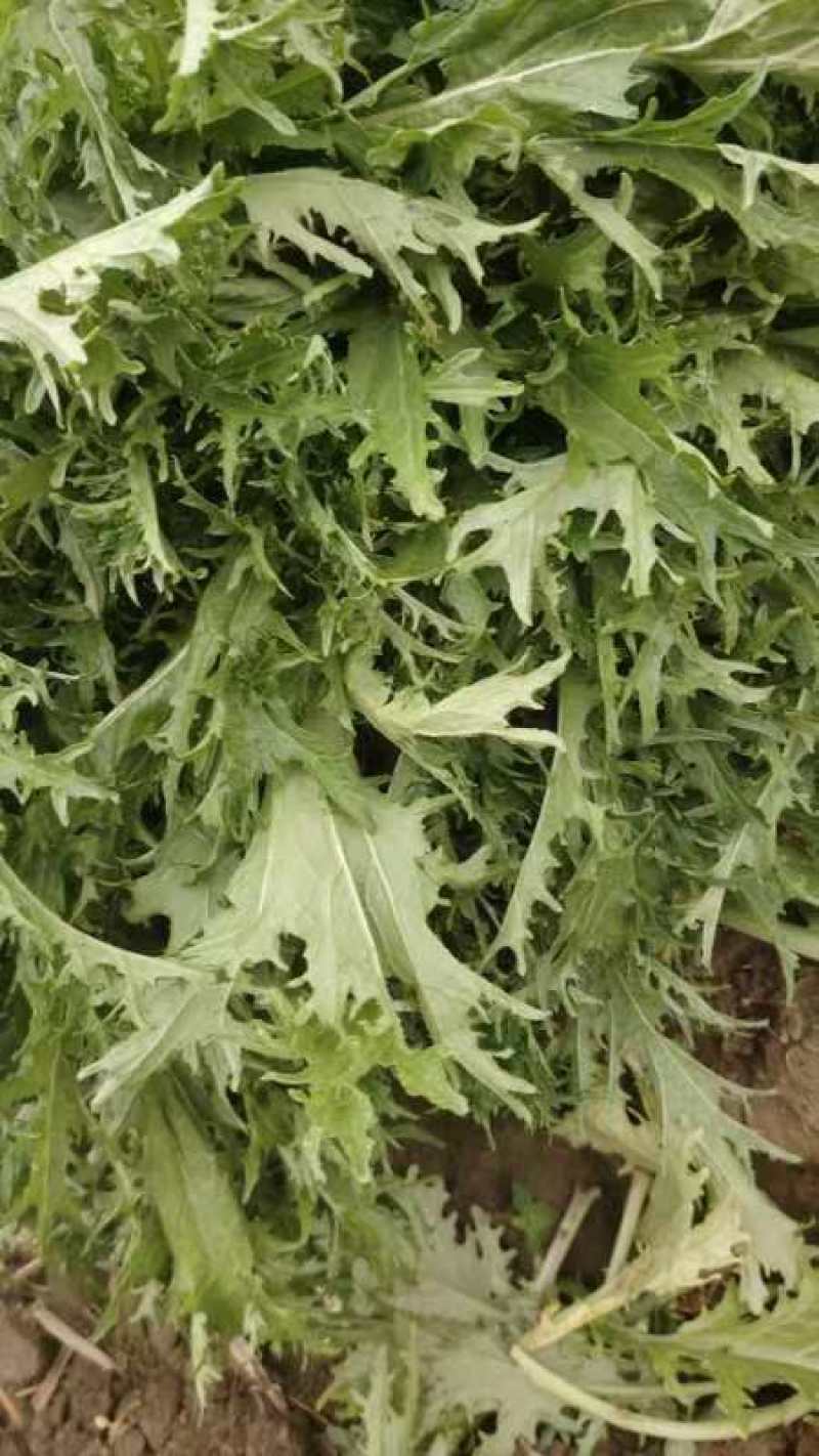 精选湖北宜昌雪里红菜口感好营养丰富价格实惠量大价优