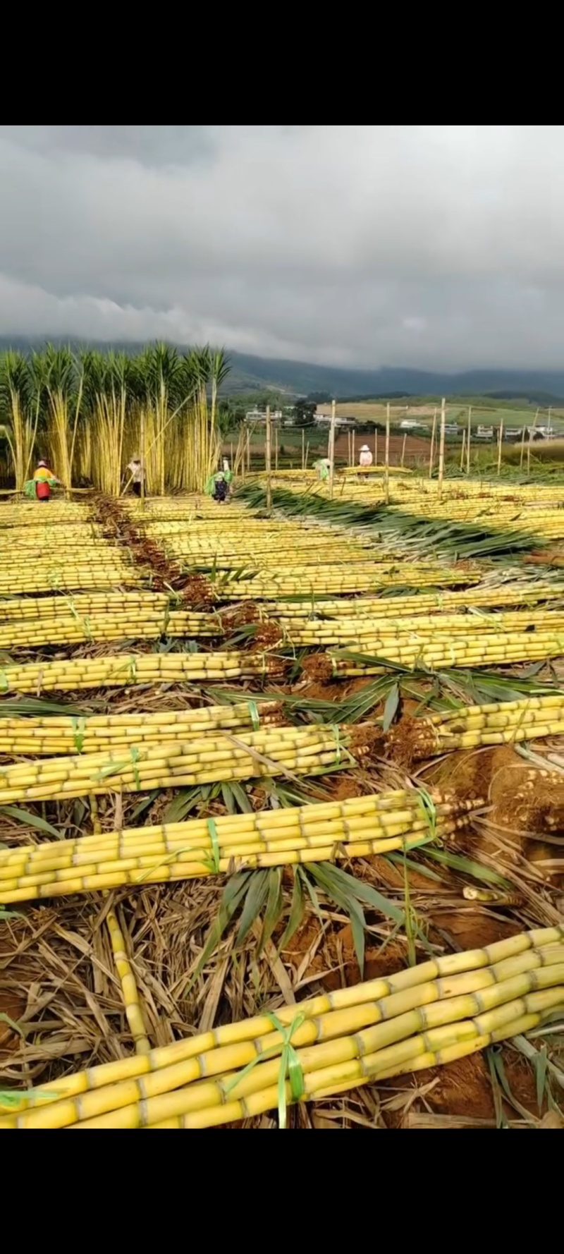云南黄金甘蔗大量上市，可大量供应市场，电商商超