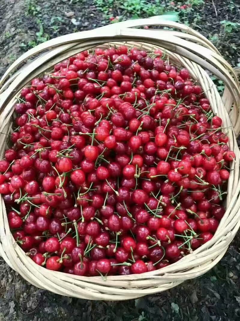 红妃樱桃苗果大核小味浓糖度高自花授粉