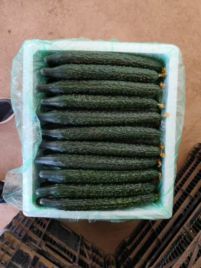 云南高原大棚黄瓜