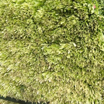 脱水香菜大量现货要联系