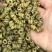 精选铁皮石斛枫斗颗粒切片干条非霍山铁皮石斛粉直接冲水喝