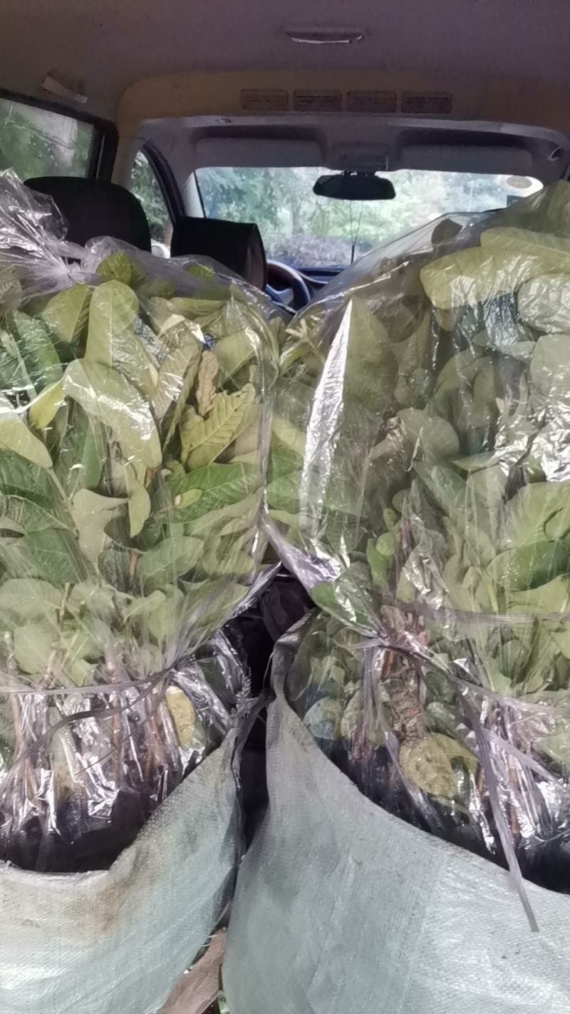白肉番石榴